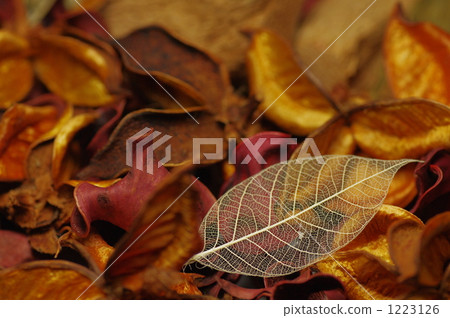 Dead leaves Dead leaves 1223126