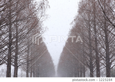 Snowy Metasequoia Namiki Snowy Metasequoia Namiki 1223284