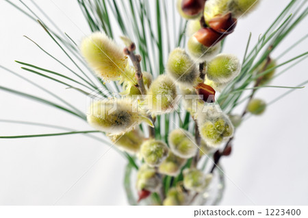 Feline flowers that call spring 1223400