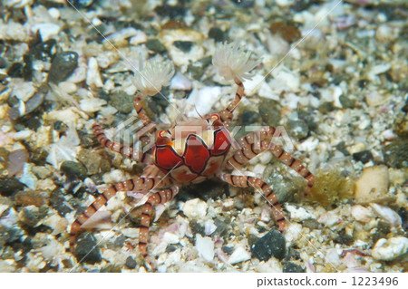 Sea cheerleader 1223496