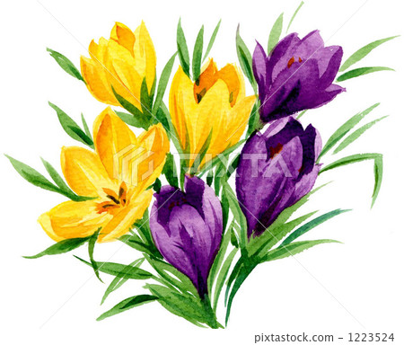 Crocus Crocus 1223524