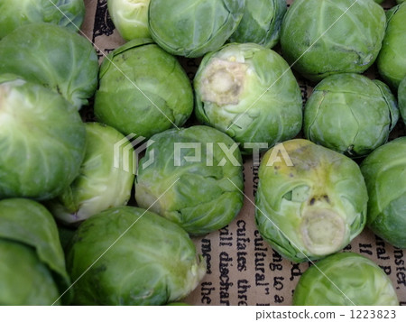 捲心菜 捲心菜 1223823