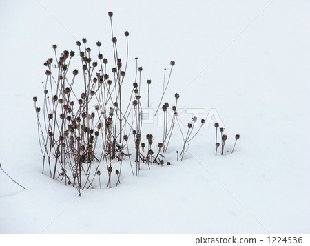 A flowerbed in a winter park A flowerbed in a winter park 1224536
