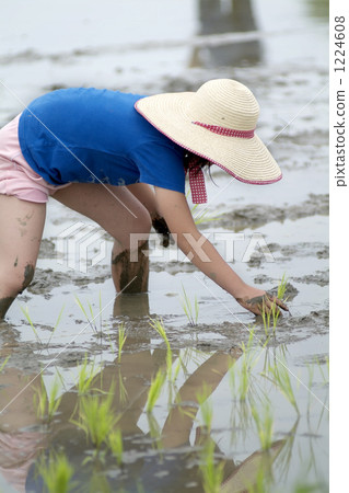 Rice plants with parent and child Rice plants with parent and child 1224608