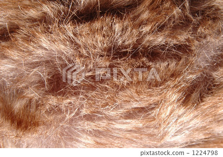 毛皮 血統 質地 1224798