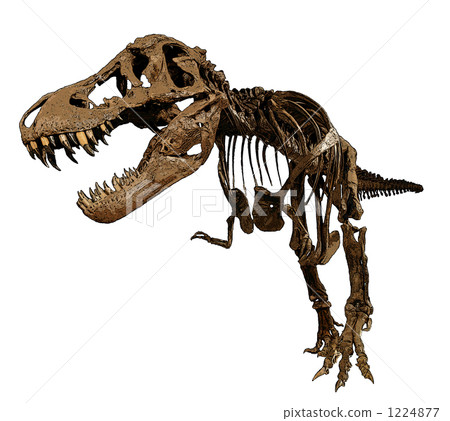 tyrannosaurus, tyrannosaur, fossil 1224877