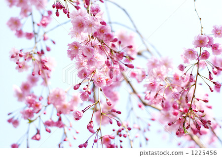 垂枝櫻 垂枝櫻 1225456