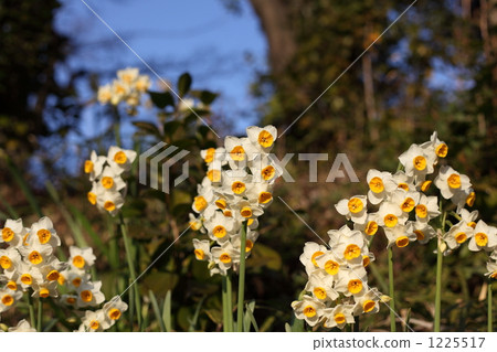 Narcissus Narcissus 1225517