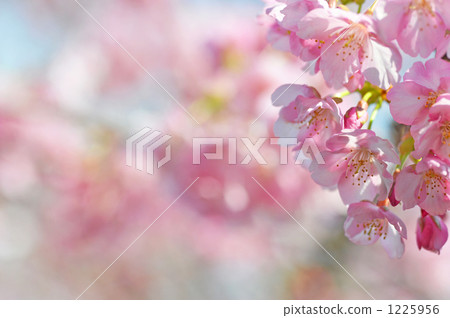 櫻花 櫻 賞櫻 1225956