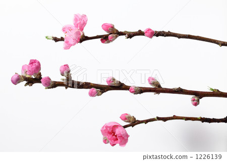 Picture of flower buds for Kiruki 1226139