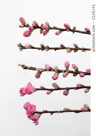 Picture of flower buds for Kiruki 1226141