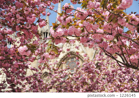 Yaezakura next to the Notre Dame 1226145