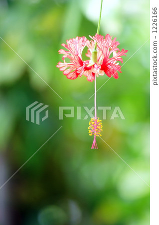 Fulinbrasso Fulinbrasso 1226166