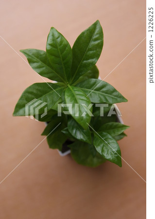 Coffee tree Coffee tree 1226225
