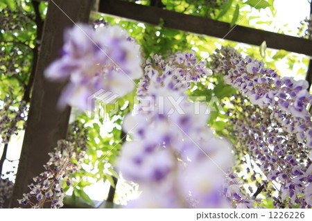 Look up at the wisteria Look up at the wisteria 1226226