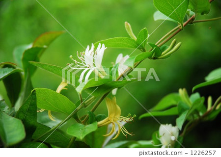 Honeysuckle (scientific name Lonicera japonica) Honeysuckle (scientific name Lonicera japonica) 1226257