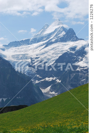 Alps flower garden 1226276