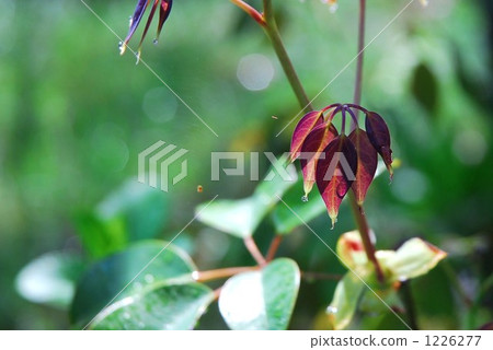 Move young leaves Move young leaves 1226277