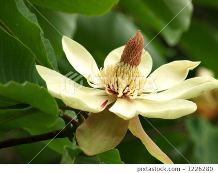 Parker's flower coconut tree Parker's flower coconut tree 1226280