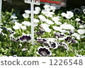 Flower fields and honey bees 1226548