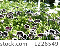 Flower fields and honey bees 1226549