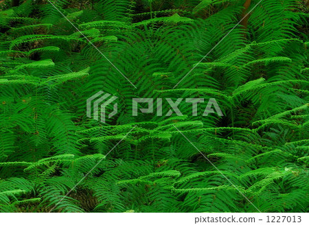一群蕨類植物 1227013