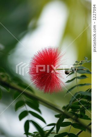 Ohbenigokan Ohbenigokan 1227094