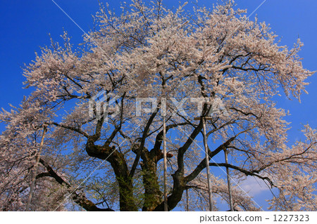 Shokawa Sakura 1227323