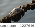 Turtle shell drying 1227646