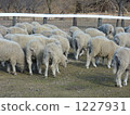 羊 1227931