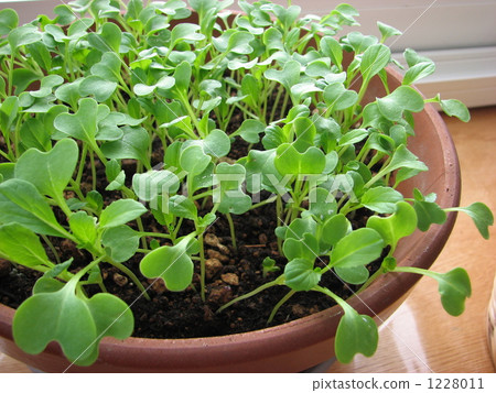 蘆筍在菜園裡的萌芽在冬天 蘆筍在菜園裡的萌芽在冬天 1228011