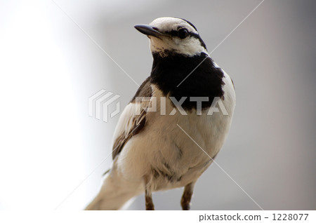 water wagtail, birdie, small bird 1228077