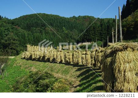 樁座 樁座 1228211