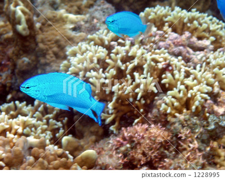 珊瑚 熱帶魚 1228995