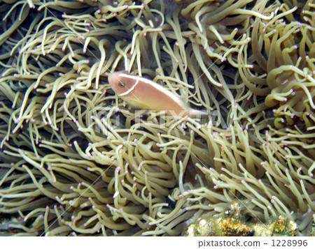 銀蓮花 海葵 熱帶魚 1228996
