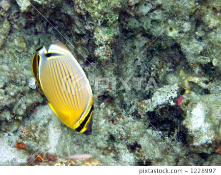 熱帶魚 1228997