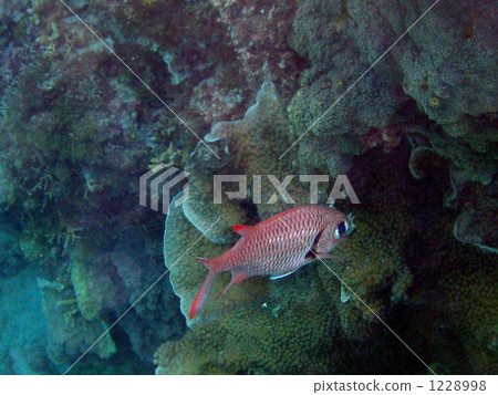 熱帶魚 1228998