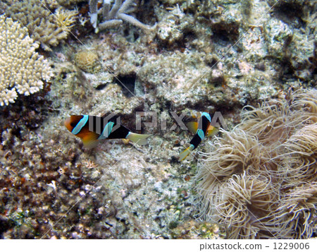 小丑魚 尼啥巴馬 熱帶魚 1229006