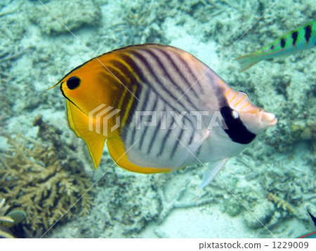 threadfin butterflyfish, tropical fish, nishibama 1229009