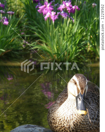 Duck and iris duck 1229562