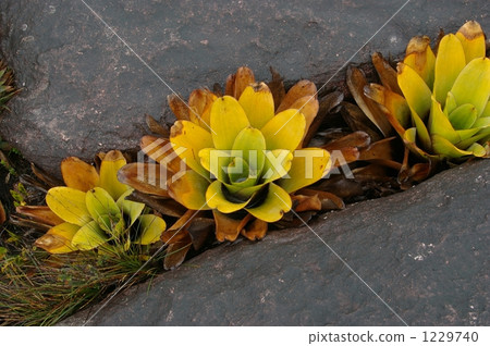 Roraima's carnivorous plant 1229740