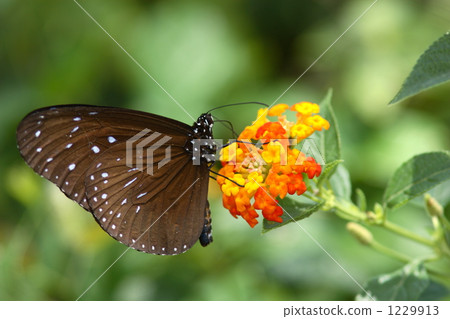 Tsumura Maki Madara 1229913