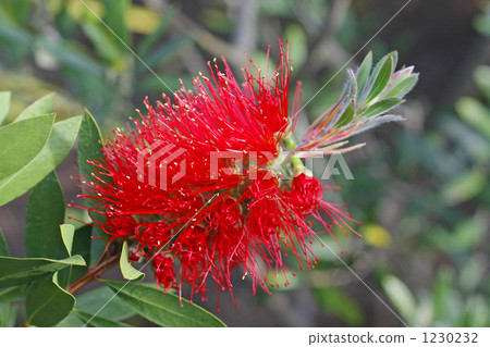 Brush cockroach 1230232