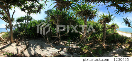 松山森林的久米島阿丹 1230435