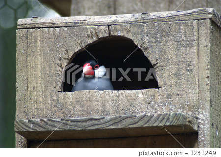 Cherry Blossoms Bird 1231249