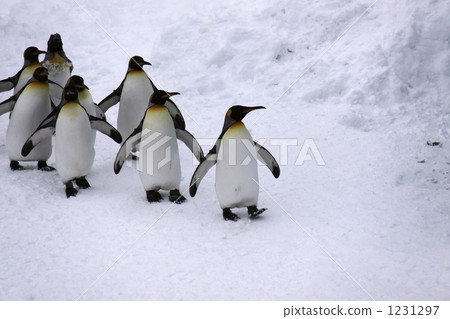 Penguin Penguin 1231297