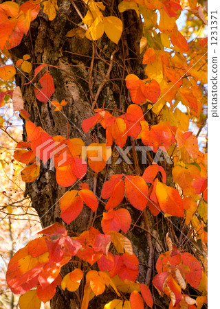 Poison ivy Poison ivy 1231371