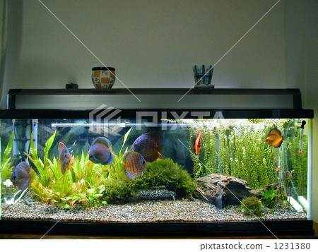 A group of discuses in aquatic plants A group of discuses in aquatic plants 1231380