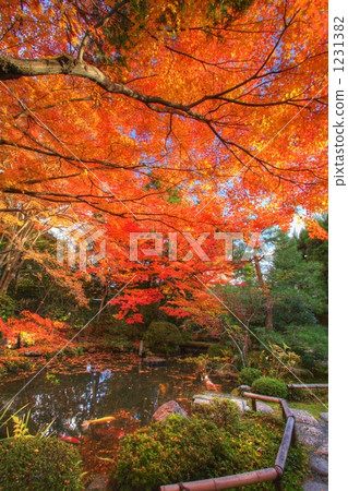 日本園林 日式花園 日本庭院 1231382