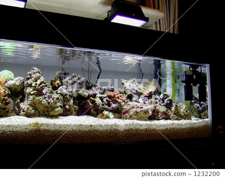 Coral aquarium Coral aquarium 1232200